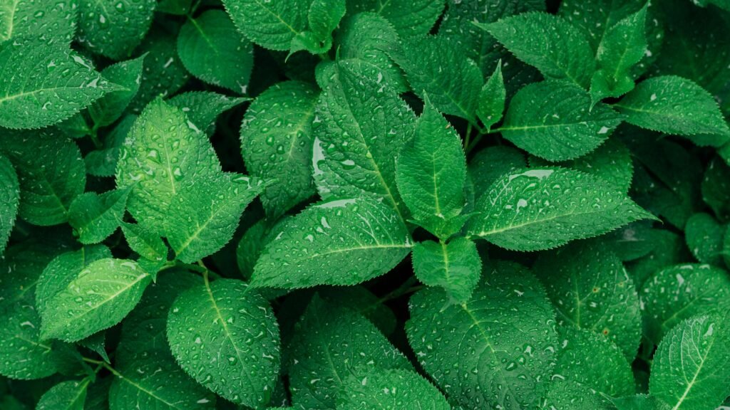 Tumbuhh Close-up of vibrant green leaves with raindrops, captured outdoors.