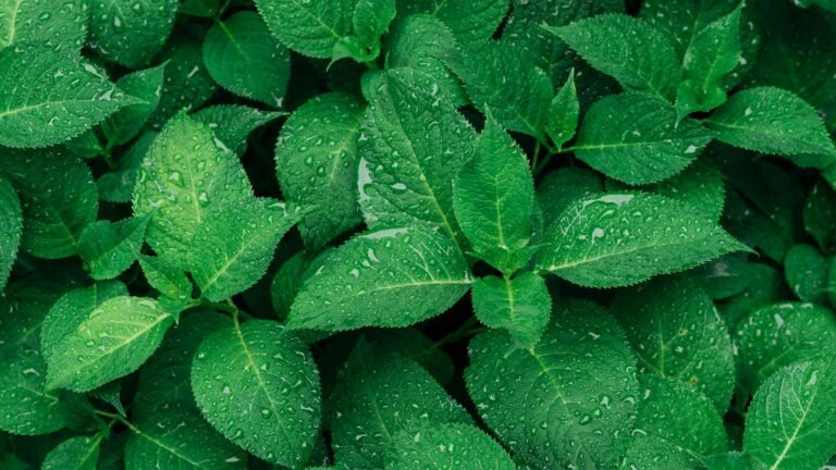 Close-up of vibrant green leaves with raindrops, captured outdoors.