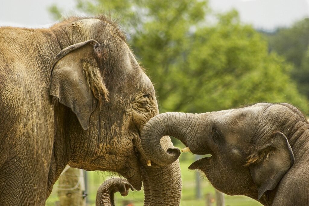 baby elephant, close up, elephants, family elephants, happy, loving, smiling, brown smile, brown happiness, brown closed, baby elephant, elephants, elephants, elephants, elephants, elephants