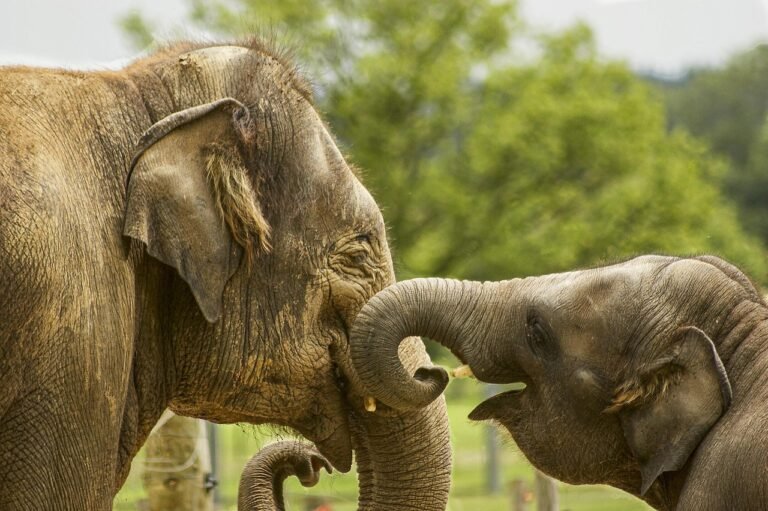 baby elephant, close up, elephants, family elephants, happy, loving, smiling, brown smile, brown happiness, brown closed, baby elephant, elephants, elephants, elephants, elephants, elephants